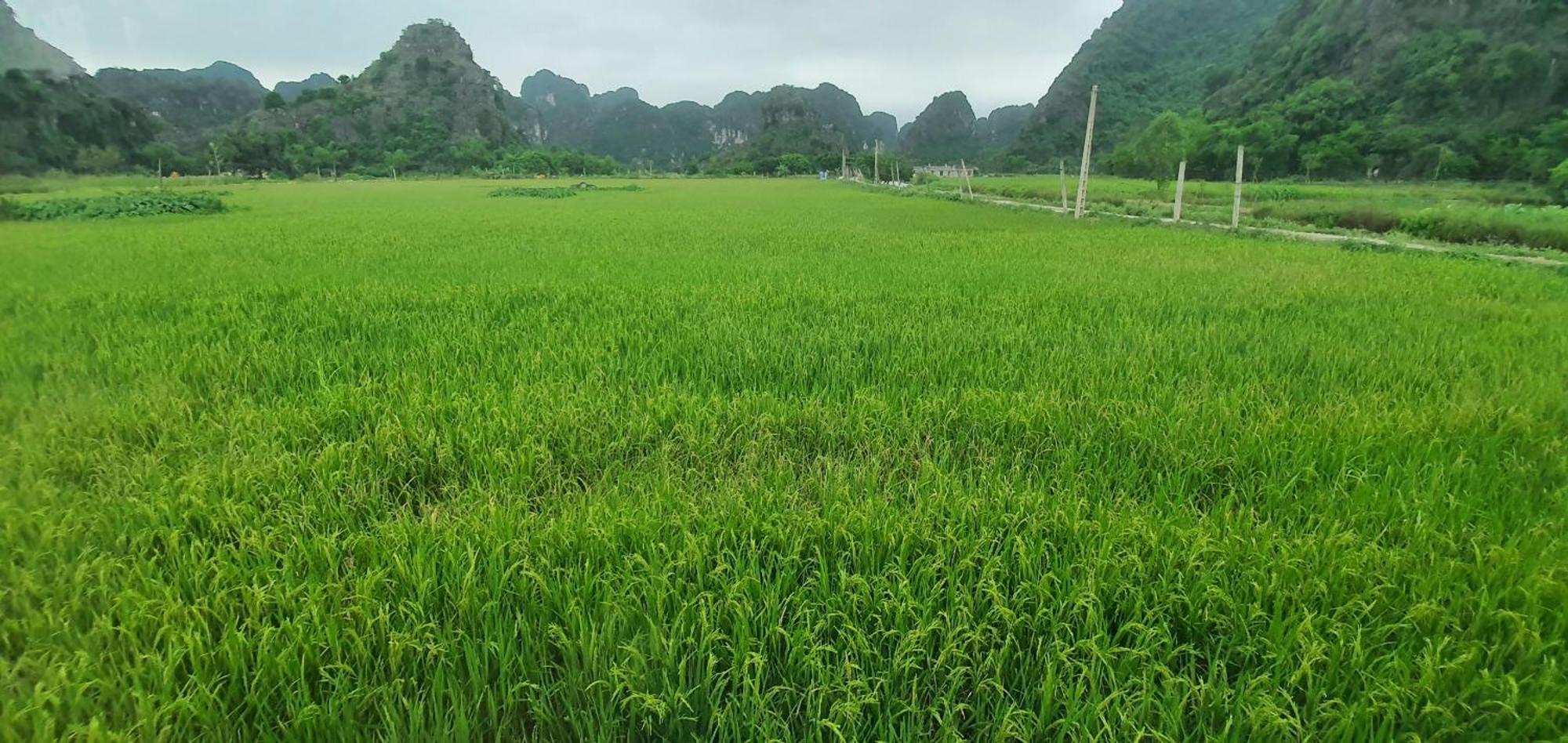Trang An Rice Field Homestay Ninh Binh Luaran gambar