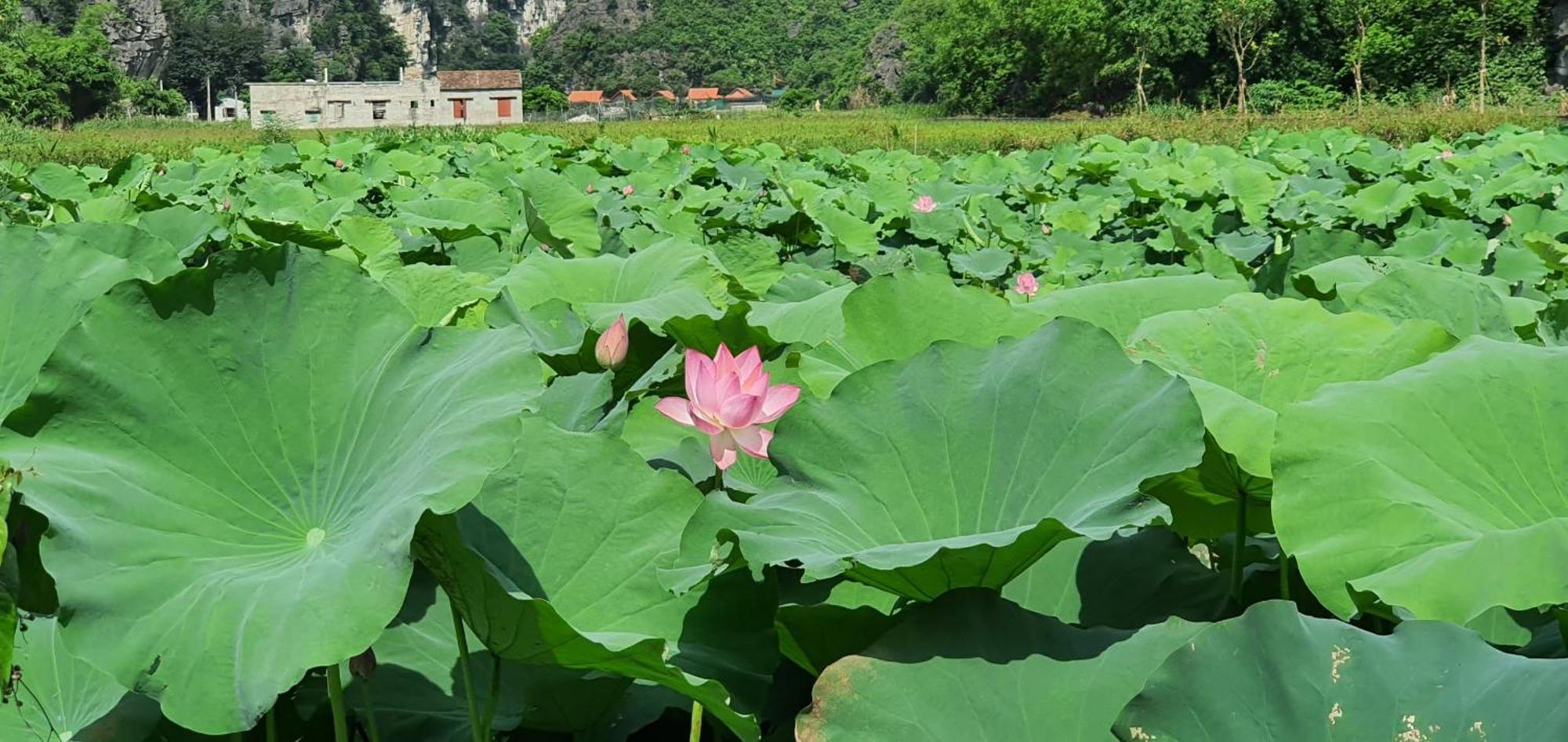 Trang An Rice Field Homestay Ninh Binh Luaran gambar
